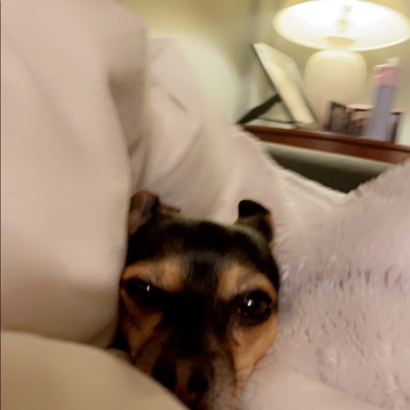 Meet your Posher, Olivia - Picture 1 of 1